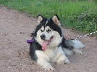 Étalon Alaskan Malamute - El lobo alaska of articana dreams