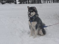 Étalon Alaskan Malamute - Farouk angakkug from fort fnox Of Masi'kota Tribe