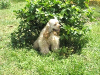 Étalon American Cocker Spaniel - Djédaï du domaine des quatre Pierres