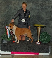 Étalon American Staffordshire Terrier - CH. Fantastic lievore's edition du Diamant Rouge