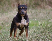Étalon American Staffordshire Terrier - Tina (Sans Affixe)