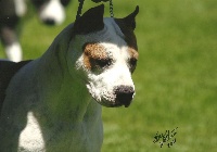 Étalon American Staffordshire Terrier - CH. Forever cardenas du Diamant Rouge