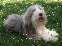 Étalon Bearded Collie - Coeur sacré des Terres de Dragons