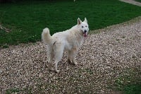 Étalon Berger Blanc Suisse - Bo tai vom durbuscher forst