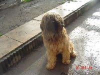 Étalon Berger de Brie - Didie Van'T Pachthof