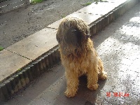 Étalon Berger de Brie - Didie Van'T Pachthof