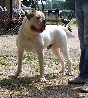 Étalon Bouledogue americain - shetan bulls Bo savage