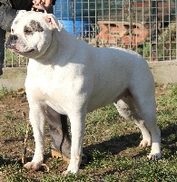 Étalon Bouledogue americain - Divine bull des Loups D'Aphrodite