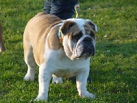 Étalon Bulldog Anglais - Elfyna de la vallée enchantée d'orion