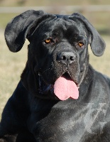 Étalon Cane Corso - Chatty lady Valgaia