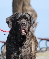 Étalon Cane Corso - CH. amico del petto Bright star