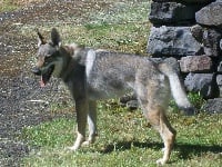 Étalon Chien-loup tchecoslovaque - Chaarkam de la louve blanche