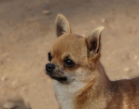 Étalon Chihuahua - Arman asante ot shamel