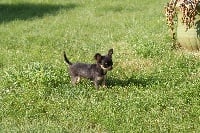 Étalon Chihuahua - Fizz téquila des petits chipolos