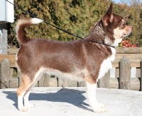 Étalon Chihuahua - outwest's Cioccolata flavour