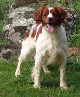 Étalon Epagneul Breton - CH. Jabo del El Matochar