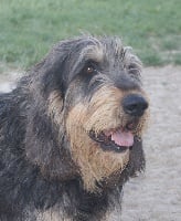 Étalon Griffon nivernais - Elmer du roc d'Eden