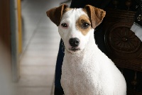 Étalon Jack Russell Terrier - Betty (Sans Affixe)