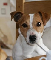 Étalon Jack Russell Terrier - Espion (Sans Affixe)