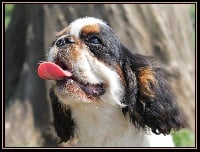 Étalon King Charles Spaniel - Flamenco des trois maillets