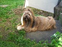 Étalon Lhassa Apso - Vidjy du domaine des marais