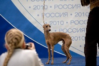 Étalon Petit Levrier Italien - Letto Levretto Arbalett