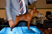 Étalon Pinscher nain - Socapias Anabella