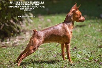 Étalon Pinscher nain - marlex Lulin marbella