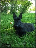 Étalon Scottish Terrier - Destroy du jardin des korrigans