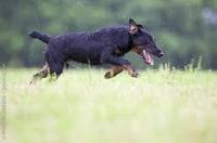 Étalon Terrier de chasse allemand - Florid de la vallée de la Blaise
