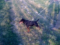 Étalon Terrier de chasse allemand - Francois 1er De ladelazolle