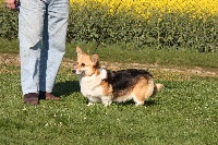 Étalon Welsh Corgi Pembroke - Country music des Ptimour