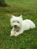 Étalon West Highland White Terrier - Ella du jardin des korrigans