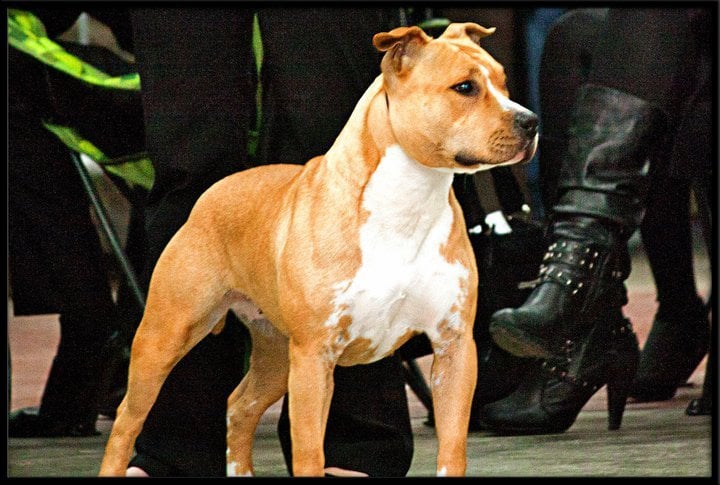 Pacific blue sky Elyah dream