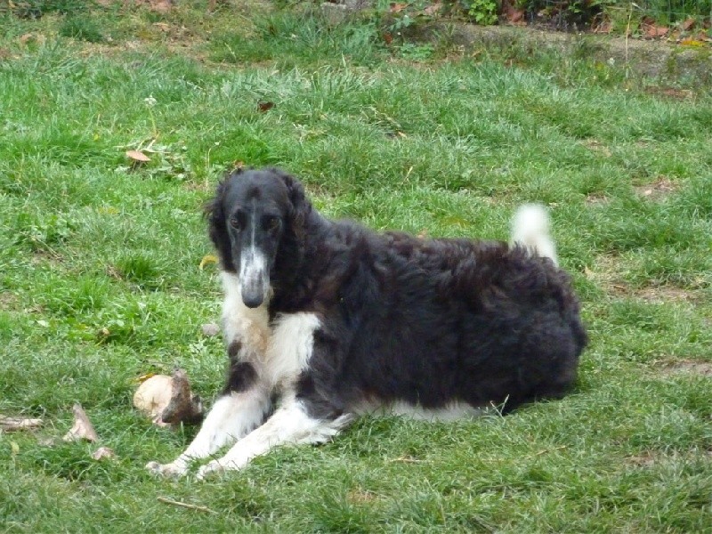 Publication : De la Homière Auteur : Noêl Blot