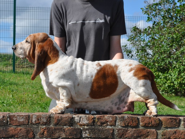 Une pimprelle du Haras de la Vergne