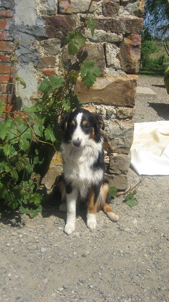 Publication : Du Royaume Des Quyinots