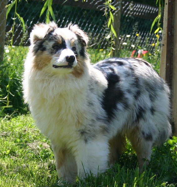 Publication : du Rêve de la patte d'or Auteur : amandine trotobas