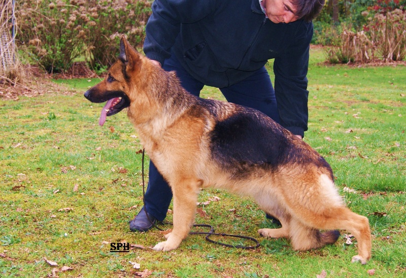 Elphie des Hauts de Fontaine