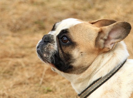 Lucy z lesnego potoku (Sans Affixe)