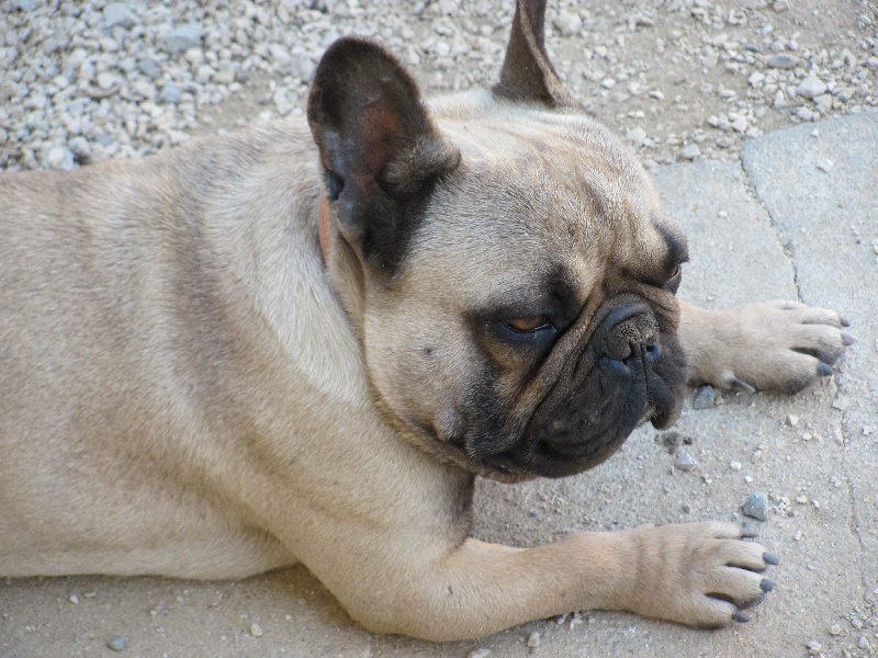 Duncan du Temple d'Isis