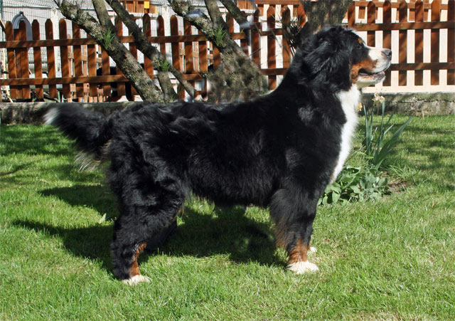 Publication : du Haras de la Vergne Auteur : HARAS DE LA VERGNE