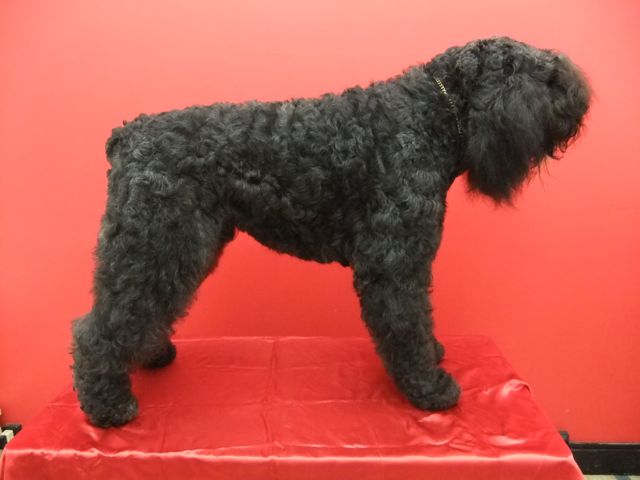 Catzu de la plaine des flandres