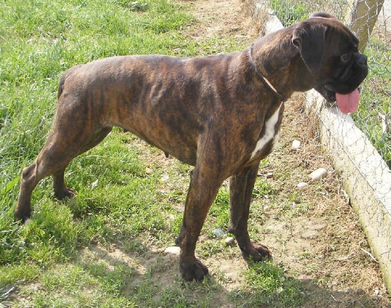 Publication : Des loups du coin de la fontaine Auteur : www.canilandes.fr