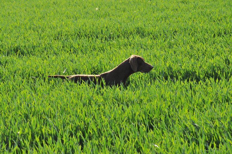Dolf de la vallée du Houx