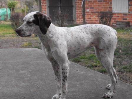 Elfie Des peuts prés