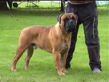 CH. Cunta of the woodbull farm