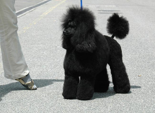 Publication : du Priamont de la Perce Neige Auteur : MC Jaquier