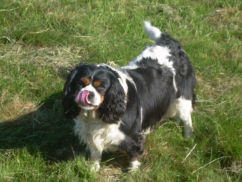 Publication : du Domaine de Souvigny Auteur : desmazieres