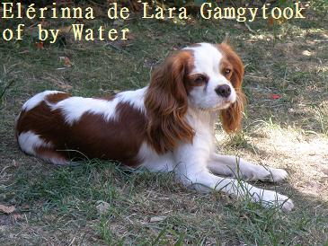Publication : de Lara Gamgytook of by Water Auteur : Mme Badin Pascale